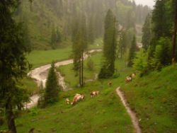 2013-06-01_Regina-F-Rau_Staffelalm_Hochwasser (088).JPG